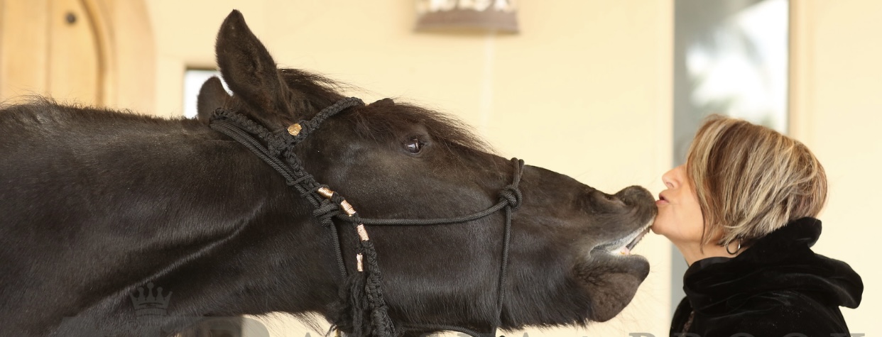 About Black Silk Friesians