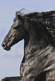 The Friesian Mind and Spirit