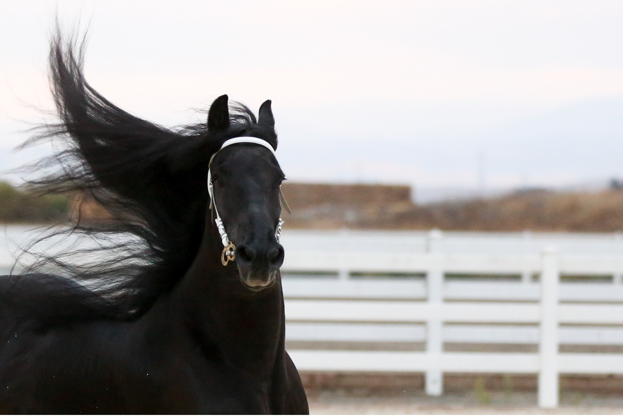 Majestic Friesian Horse